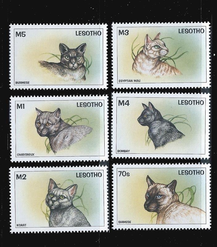 Lesotho 1998 Short Hair Domestic Cats  6 Stamp Set 12E-016