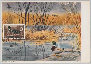 52740 - Yugoslavia - MAXIMUM CARD - 1958 ANIMALS: BIRDS duck-