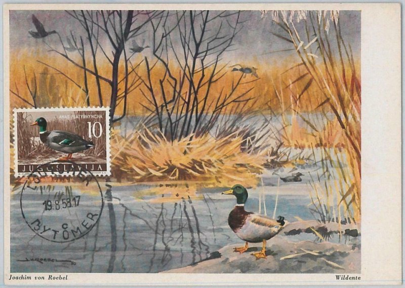 52740 - Yugoslavia - MAXIMUM CARD - 1958 ANIMALS: BIRDS duck-