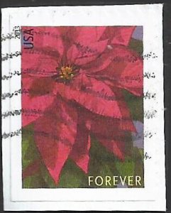 # 4816 USED POINSETTIA