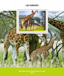 Central Africa - 2020 Masai Giraffes - Stamp Souvenir Sheet - CA200530b