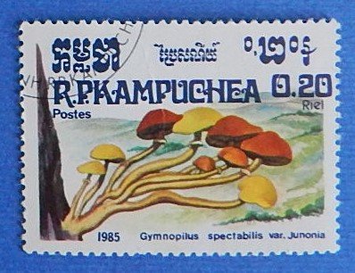 Mushrooms (102-R)