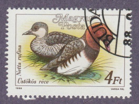 3139 ducks