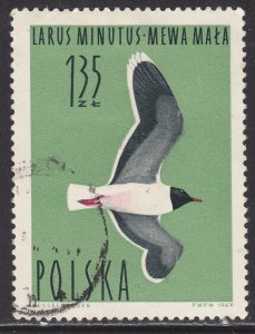 Poland 1236 Little Gull 1964