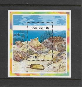SHELLS - BARBADOS #940