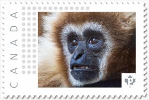 GIBBON MONKEY = postage stamp MNH Canada 2018 [p18-09-01]