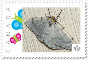 white MOTH, BUTTERFLY Custom Postage stamp MNH Canada 2018 [p18-04sn11]