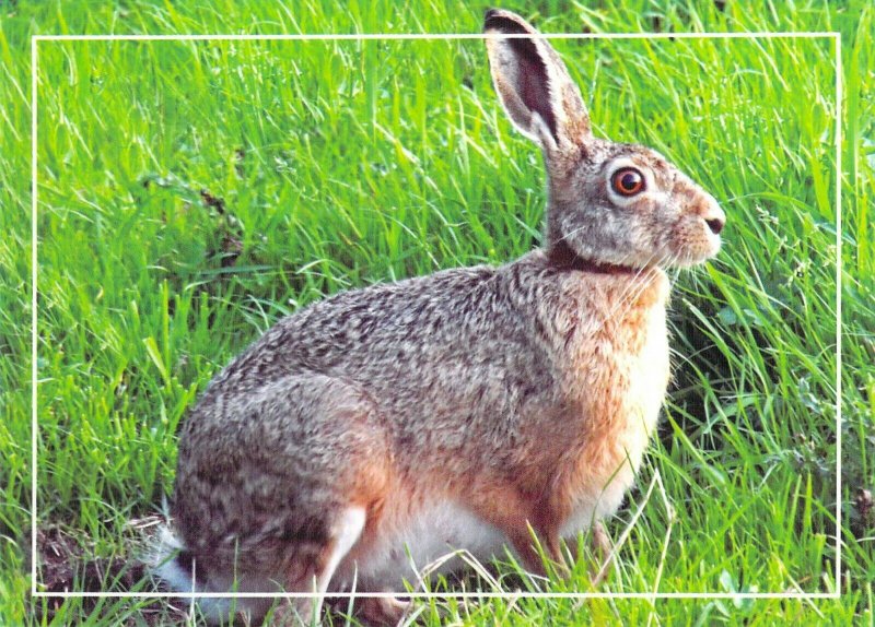 Moldova 2016 PSC  with FD Cancel rabbit hare hunting game