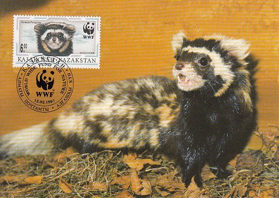 Kazakhstan 1997 Maxicard Sc #171 6te Marbled polecat WWF