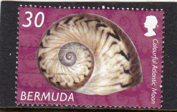Bermuda Shells  used