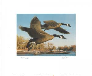 COLORADO #1 1990 STATE DUCK STAMP PRINT CANADA GEESE  by Robert Steiner