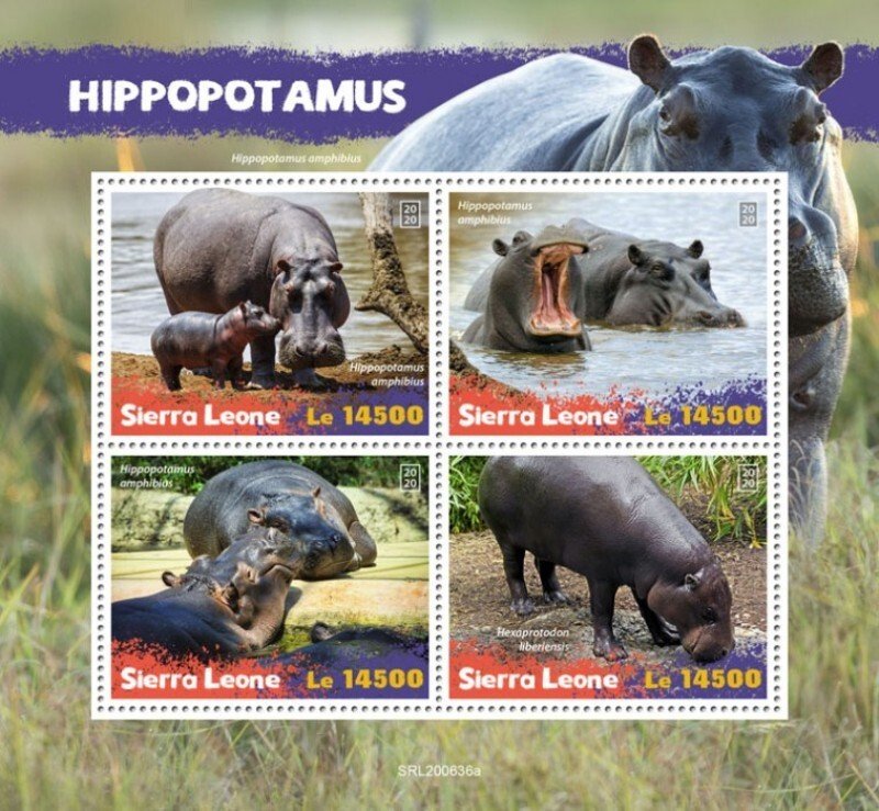Sierra Leone - 2020 Pygmy Hippopotamus - 4 Stamp Sheet - SRL200636a