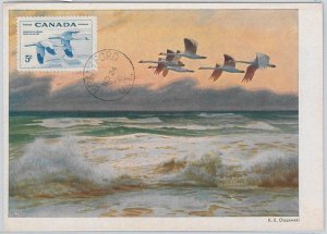 52184 - CANADA - MAXIMUM CARD - 1956 ANIMALS: BIRDS-