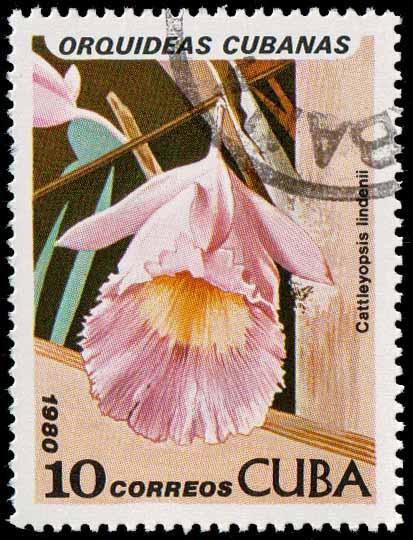 Cuba SC 2331 - Flower Cattleyopsis lidenii - CTO - 1980