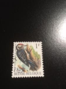 Belgium sc 1217 u Bird