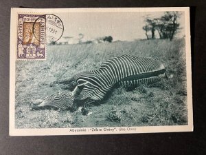 1931 Abyssinia Ethiopia RPPC Postcard Cover Dire Daquia No Address Zebra Hunt
