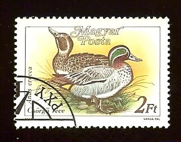 Hungary 3136 2fo Ducks, bird used