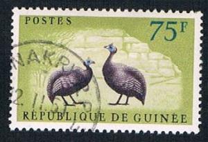 Guinea 228 Used Guinea Fowl (BP0869)