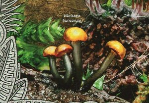 Mushroom Stamp Clathrus Archeri Trichia Decipiens Vibrissea S/S MNH #3616/Bl.938 
