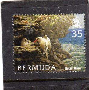 Bermuda Birds used