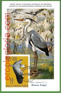 32904 - POLAND - MAXIMUM CARD - FAUNA, BIRDS-