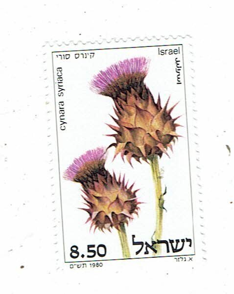 ISRAEL SCOTT#747  1980 THISTLES - CYNARA SYRIACA  - MNH