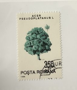 Romania 1994 Scott  3919 used - 350 l, trees,  Acer Pseudoplatanus