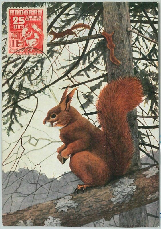 63357 - SPANISH ANDORRA - POSTAL HISTORY: MAXIMUM CARD - ANIMALS Squirrel 1954 