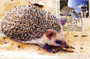 ISRAEL 2022 FAUNA ANIMALS IN URBAN AREA HEMIECHINUS AURITUS ATM MAXIMUM CARD