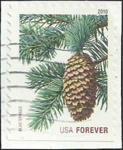 # 4481 USED BLUE SPRUCE