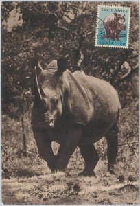 52648 - SOUTH AFRICA - MAXIMUM CARD - ANIMALS RHINOS 1956-