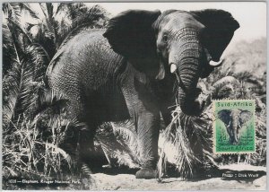 52640 - SOUTH AFRICA - MAXIMUM CARD - ANIMALS ELEPHANT 1956-