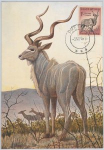 52636 - SOUTH AFRICA - MAXIMUM CARD - ANIMALS RAM 1956-