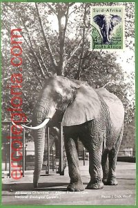 14922 - South Africa - MAXIMUM CARD - Animals, Elephants-