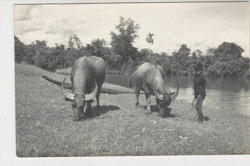 Cambodia Buffalo at Pasture Land UNUSED Stamps Card ref R 18991