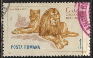 Romania 1682 (postally used) 1L Bucarest Zoo: lions (1964)