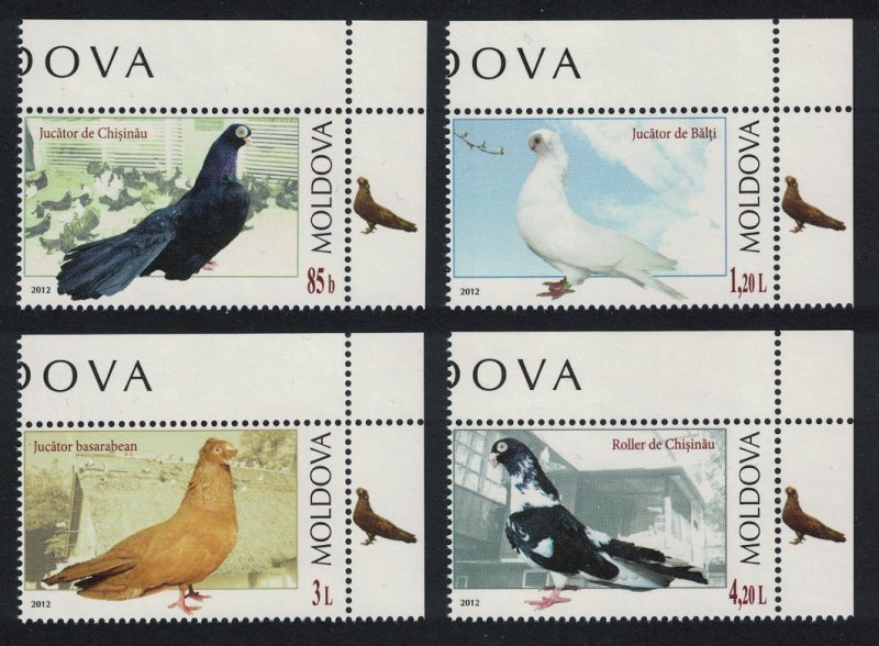 Moldova Breeds of Pigeon Birds 4v Pigeon Corners 2012 MNH SG#782-785 MI#799-802