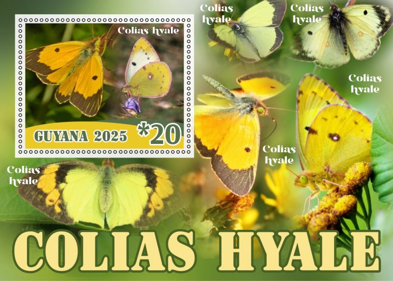 Stamps.Fauna, Butterflies  2025 year 8 sheets perforated