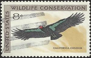 # 1430 USED CALIFORNIA CONDOR