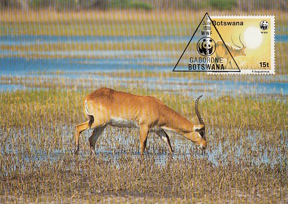 Botswana 1988 Maxicard Sc #433 15t Red lechwe antelope WWF