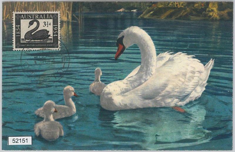 52151 - AUSTRALIA -  MAXIMUM CARD - 1954  ANIMALS:  BIRDS  Swans