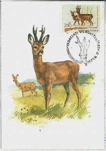 32115 - HUNGARY - POSTAL HISTORY - MAXIMUM CARD  Deer HUNTING FaunaI 1971