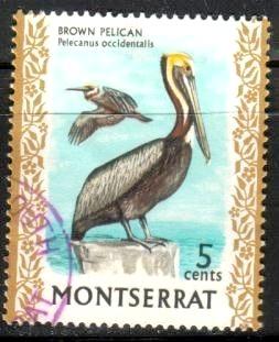 Bird, Brown Pelican, Montserrat stamp SC#235 used