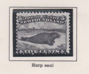 NEWFOUNDLAND # 26 FVF-MNH 5cts HARP SEAL