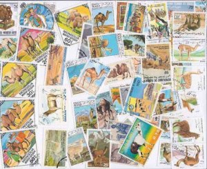 Camels and Llamas on Stamps - Collection of 50 Different Stamps
