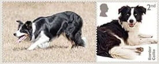 GB LS162g Dogs Border Collie 2nd single MNH 2024