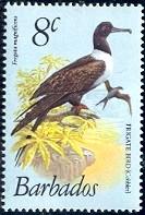 Bird, Magnificent Frigate Bird, Barbados stamp SC#498 MNH