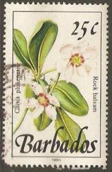 Barbados Used Sc 757 - Rock Balsam