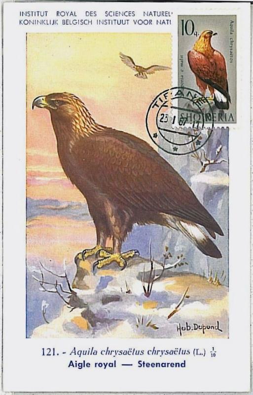 MAXIMU CARD - Fauna animals BIRDS : ALBANIA 1966  # 1 EAGLE