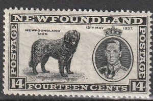 Newfoundland #238 MNH VF (1173)